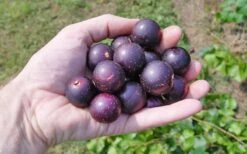 Nesbitt Muscadine Grape Vine - 1 Gallon Pot -FRUIT TREES & PLANTS Shop 10547 nesbitt muscadine