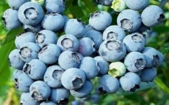 Powderblue Rabbiteye Blueberry - 6 Pack Of 1 Gallon Pots -FRUIT TREES & PLANTS Shop 3591 powder blue blueberry