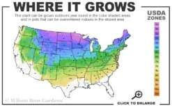 Bloomerang Pink Perfume Lilac - 3 Gallon Pot 9 Bloomerang Pink Perfume Lilac - 3 Gallon Pot -FRUIT TREES & PLANTS Shop 3a 8a 1