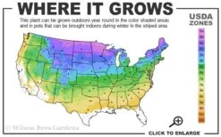 Strawberry Sundae Hydrangea - 3 Gallon Pot -FRUIT TREES & PLANTS Shop 3a 8b 14