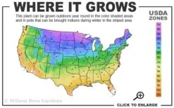 Limelight PeeGee Hydrangea - 6 Pack Of 1 Gallon Pots -FRUIT TREES & PLANTS Shop 3a 9b 20