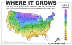 Grancy Graybeard - White Fringe Tree - 3 Gallon Pot 14 Grancy Graybeard - White Fringe Tree - 3 Gallon Pot -FRUIT TREES & PLANTS Shop 3b 9a