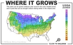 Northern Highbush Blueberry (Vaccinum Corymbosum) - 6 Pack Of 1 Gallon Pots -FRUIT TREES & PLANTS Shop 4a 8a