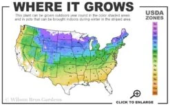 White Wedding Hydrangea - 2 Gallon Pot -FRUIT TREES & PLANTS Shop 4a 8b 17