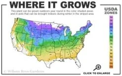 Highland Cream Creeping Thyme - 5 Pack Of Quart Pots -FRUIT TREES & PLANTS Shop 4a 8b thumbnail