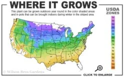 Black Locust Tree - 3 Gallon Pot 17 Black Locust Tree - 3 Gallon Pot -FRUIT TREES & PLANTS Shop 4a 9a 1