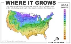 Endless Summer Hydrangea Original - 1 Gallon Pot -FRUIT TREES & PLANTS Shop 4a 9b 43