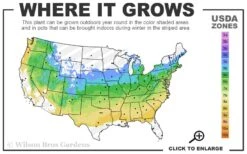 Fragrant Fountain Weeping Japanese Snowbell Tree - 5 Gallon Pot -FRUIT TREES & PLANTS Shop 5a 8b 5