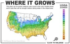 Eternal Fragrance Pink Summer Daphne - Daphne X Transatlantica 'BLAFRA' - 1 Gallon Pot -FRUIT TREES & PLANTS Shop 5a 9a 2