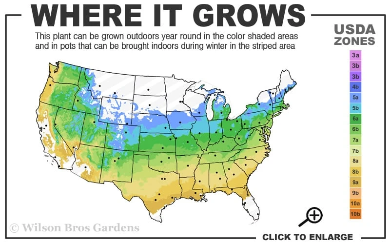 Corinthian Flowering Peach Tree - 3 Gallon Pot (4-5') 5 Corinthian Flowering Peach Tree - 3 Gallon Pot (4-5') - Image 3