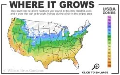 Tilt-A-Swirl Hydrangea - 3 Gallon Pot - SALE -FRUIT TREES & PLANTS Shop 5a 9b 56