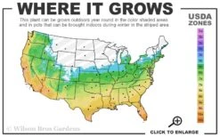 Southern Sweetbay Swamp Magnolia (M.v.australis) - 5 Gallon Pot -FRUIT TREES & PLANTS Shop 5b 11 7