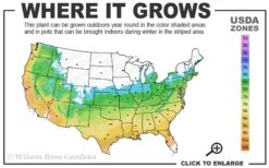 Lady In Red Hydrangea - 3 Gallon Pot -FRUIT TREES & PLANTS Shop 5b 9b