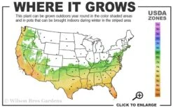 Russian 26 Cold Hardy Pomegranate - 6 Pack Of 1 Gallon Pots -FRUIT TREES & PLANTS Shop 6B 11