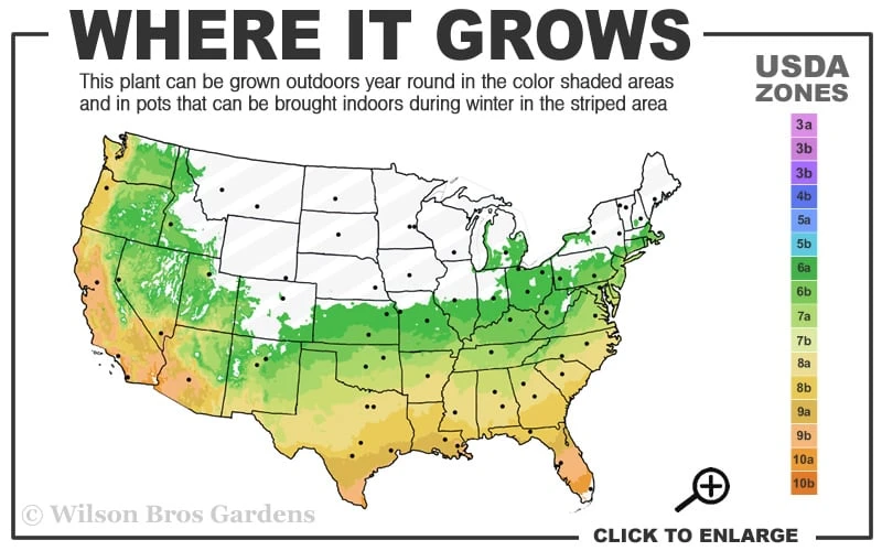 Double Feature Red Crape Myrtle - 3 Gallon Pot 5 Double Feature Red Crape Myrtle - 3 Gallon Pot - Image 3