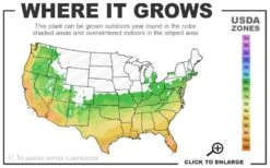 Southern Magnolia Tree - 5 Gallon Pot 10 Southern Magnolia Tree - 5 Gallon Pot -FRUIT TREES & PLANTS Shop 6a 10b 15