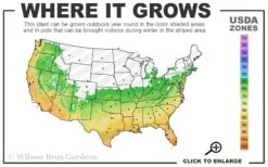 Russian 26 Cold Hardy Pomegranate - 3 Gallon Pot 10 Russian 26 Cold Hardy Pomegranate - 3 Gallon Pot -FRUIT TREES & PLANTS Shop 6a 11 1