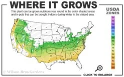 Schip Laurel (Prunus Laurocersasus 'Schipkaensis') - 6 Pack Of 1 Gallon Pots 10 Schip Laurel (Prunus Laurocersasus 'Schipkaensis') - 6 Pack Of 1 Gallon Pots -FRUIT TREES & PLANTS Shop 6a 8b 2