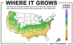 Summer Ice Daphne - 1 Gallon Pot 9 Summer Ice Daphne - 1 Gallon Pot -FRUIT TREES & PLANTS Shop 6a 9a 4
