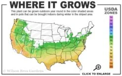 Thunderstruck White Lightning Crape Myrtle - 6 Pack Of 1 Gallon Pots -FRUIT TREES & PLANTS Shop 6a 9b 18