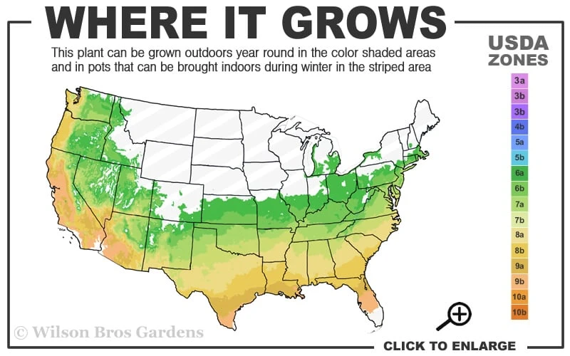 Pink Carousel Aromi Azalea (Rhododendron Hybrid) - 3 Gallon Pot 5 Pink Carousel Aromi Azalea (Rhododendron Hybrid) - 3 Gallon Pot - Image 3