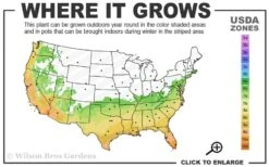 Angus Cold Hardy Eucalyptus Tree (Eucalyptus Nicholii) - 3 Quart Pot -FRUIT TREES & PLANTS Shop 6b 10b 2