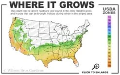 Purple Magic Crape Myrtle Tree (Single Trunk) - 7 Gallon Pot (6-7') 9 Purple Magic Crape Myrtle Tree (Single Trunk) - 7 Gallon Pot (6-7') -FRUIT TREES & PLANTS Shop 6b 9b 5