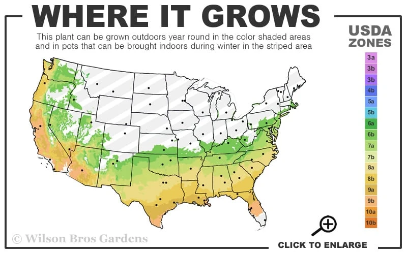Purple Magic Crape Myrtle Tree (Single Trunk) - 7 Gallon Pot (6-7') 5 Purple Magic Crape Myrtle Tree (Single Trunk) - 7 Gallon Pot (6-7') - Image 3