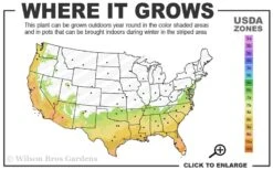 Tuskegee Crape Myrtle - 6 Pack Of 1 Gallon Pots -FRUIT TREES & PLANTS Shop 7a 10a 2