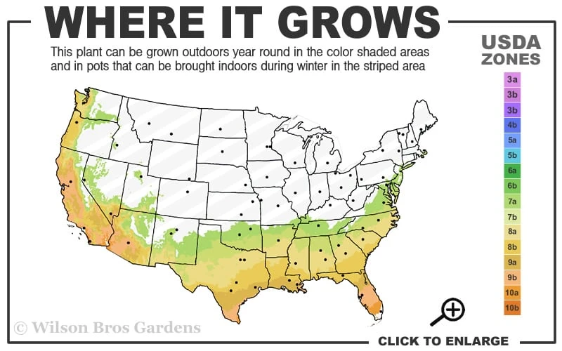 Little Gem Dwarf Southern Magnolia - 3 Gallon Pot (2.5-3.5') 5 Little Gem Dwarf Southern Magnolia - 3 Gallon Pot (2.5-3.5') - Image 3