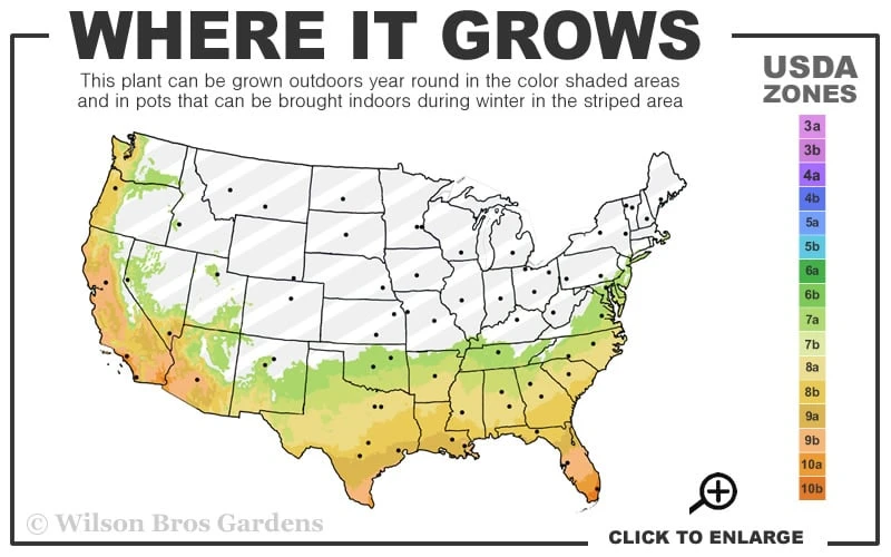 Frost Proof Gardenia - 1 Gallon Pot 5 Frost Proof Gardenia - 1 Gallon Pot - Image 3