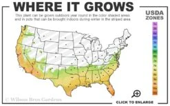 Catawba Purple Crape Myrtle - 6 Pack Of 1 Gallon Pots -FRUIT TREES & PLANTS Shop 7a 10b 30