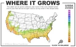 Delta Moonlight Crape Myrtle - 2 Gallon Pot 8 Delta Moonlight Crape Myrtle - 2 Gallon Pot -FRUIT TREES & PLANTS Shop 7a 9b 17