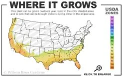 Magnolia Fig Tree - 1 Gallon Pot -FRUIT TREES & PLANTS Shop 7b 10b