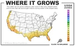 August Beauty Gardenia (Single Trunk Topiary Tree) - 5 Gallon Pot 9 August Beauty Gardenia (Single Trunk Topiary Tree) - 5 Gallon Pot -FRUIT TREES & PLANTS Shop 8a 11 29