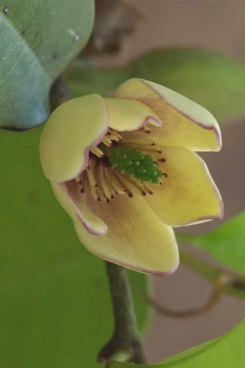 Everblooming Banana Shrub - Michelia Figo 'Hagiwara' - 6 Pack Of 1 Gallon Pots 3 Everblooming Banana Shrub - Michelia Figo 'Hagiwara' - 6 Pack Of 1 Gallon Pots