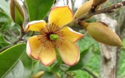 Banana Shrub - 5 Gallon Pot -FRUIT TREES & PLANTS Shop Banana Shrub Flower Closeup