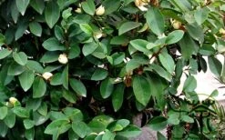 Banana Shrub - 5 Gallon Pot -FRUIT TREES & PLANTS Shop Banana Shrub Foliage
