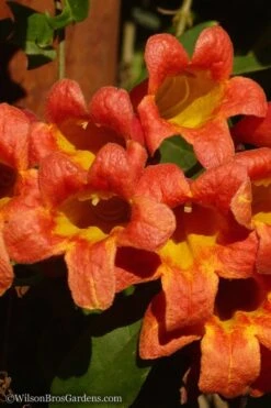 Tangerine Beauty Crossvine Bignonia - 6 Pack Of 1 Gallon Pots -FRUIT TREES & PLANTS Shop Bignonia Tangerine Beauty 20