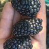 Kiowa Blackberry Plant - 1 Gallon Pot 2 Kiowa Blackberry Plant - 1 Gallon Pot -FRUIT TREES & PLANTS Shop Blackberry Kiowa 1