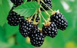 Navaho Thornless Blackberry - 6 Pack Of 1 Gallon Pots 10 Navaho Thornless Blackberry - 6 Pack Of 1 Gallon Pots -FRUIT TREES & PLANTS Shop Blackberry Navaho 2