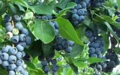 Premier Rabbiteye Blueberry - 1 Gallon Pot -FRUIT TREES & PLANTS Shop Blueberry Bush Premier 2