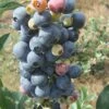 Climax Rabbiteye Blueberry - 2.5 Quart Pot -FRUIT TREES & PLANTS Shop Blueberry Climax Rev 500x750 1