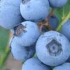 Premier Rabbiteye Blueberry - 1 Gallon Pot -FRUIT TREES & PLANTS Shop Blueberry Rabbiteye BS 2