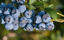 Star Southern Highbush Blueberry - 3 Gallon Pot -FRUIT TREES & PLANTS Shop Blueberry Star
