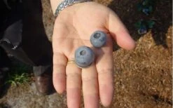 Titan Blueberry - 7 Gallon Pot -FRUIT TREES & PLANTS Shop Blueberry Titan 1