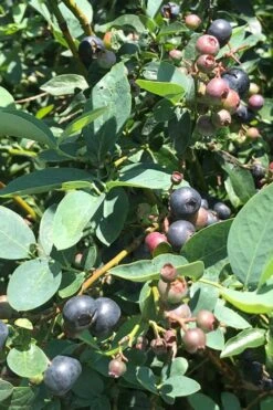 Titan Blueberry - 7 Gallon Pot -FRUIT TREES & PLANTS Shop Blueberry Titan 11 1