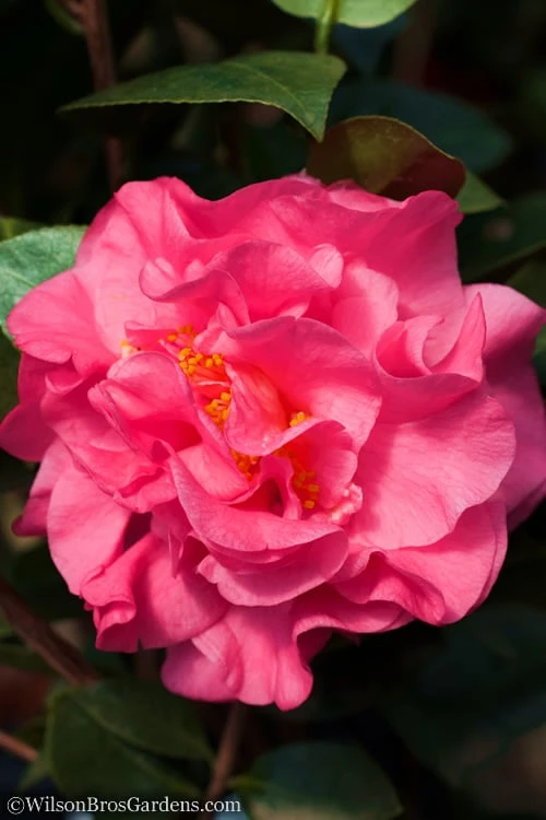 Scentsation Fragrant Camellia Japonica - 3 Gallon Pot 3 Scentsation Fragrant Camellia Japonica - 3 Gallon Pot