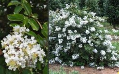 Acoma Weeping White Crape Myrtle - 1 Gallon Pot -FRUIT TREES & PLANTS Shop Crape Myrtle Acoma 3 1