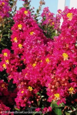Berry Dazzle Dwarf Crape Myrtle - 1 Gallon Pot 11 Berry Dazzle Dwarf Crape Myrtle - 1 Gallon Pot -FRUIT TREES & PLANTS Shop Crape Myrtle Berry Dazzle 11